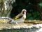 Καρδερίνα - Goldfinch