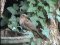 Κοτσυφάκι (ξεπεταρούδι) - Juvenile blackbird 