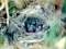 Νεογέννητα αηδονάκια - Nightingale nestlings