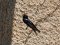 Χελιδόνι - Barn Swallow