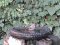 Καρβουνιάρης (νεαρός) - Black Redstart (immature)