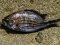 Καλογριά Mαύρη  -  Damsel Fish   