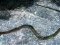 Νερόφιδο  -  Grass Snake