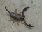 Euscorpius flavicaudis[EuropeanYellow-tailed Scorpion]