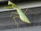 Αλογάκι της Παναγίας - Praying Mantis
