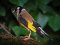 Καρδερίνα - Goldfinch