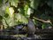 Ψευταηδόνι με αρσενικό σπουργίτι  -  Cetti's Warbler with male House Sparrow 