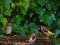 Μυγοχάφτης και Καρδερίνες  - Spotted Flycatcher and Goldfinches    
