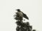 Κουρούνα - Hooded Crow