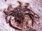 Μαλλιοκάβουρας  -  Spiny Spider Crab
