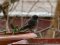 Καρβουνιάρης   - Black Redstart  