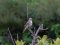 νεαρός Μυγοχάφτης - Spotted Flycatcher (juv.)