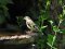 Νεαρή καρδερίνα - Goldfinch (immature)
