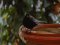 Κότσυφας (αρσενικος) - Blackbird (male)