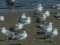 (Κιτρινοπόδηδες) Γλάροι  -  Yellow-legged Gulls