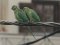 Παπαγάλος "δακτυλιόλαιμος"  -  Ring-necked Parakeet