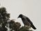 Κουρούνα - Hooded Crow
