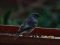 Καρβουνιάρης (αρσεν.) - Black Redstart (male)