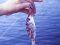 Λυθρίνι - Common Sea-Bream