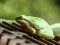 Δεντροβάτραχος  -  (European) Tree Frog 