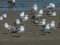 (Κιτρινοπόδηδες) Γλάροι  -  Yellow-legged Gulls