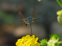 Hummingbird Hawk Moth 200x150