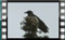 hooded-crow-13.4.2016-00003
