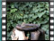 Chaffinch goldfinch 20070311 14.55.27a