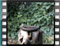Chaffinch goldfinch 20070311-14.55.27b