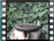 Chaffinch thrush-sound-20070311-14.55.27