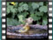 Greenfinch scene'20070311-12.58.13