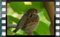 house-sparrow-25-12-2015-00000cr