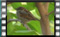 house-sparrow-25-12-2015-00003cr