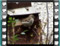 house sparrow nest 1b