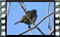 sparrow M2U00902