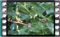 tree sparrow feeding on mulberries 1