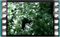 tree sparrow on mulberry tree