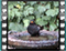 blackbird 13 60x46