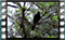 blackbird 15 60x37
