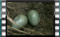 blackbird-nest M2U00923