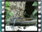 sardinian warbler female bath 2a