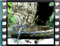 sardinian warbler female bath 2c
