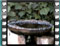sardinian warbler female young bath 2