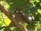 Χωραφοσπουργίτης  -  Spanish Sparrow