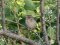 Σπουργίτι (θηλυκό)  -  House Sparrow (female)