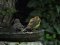 Αμπελουργός με θηλυκό Σπουργίτι στο μπανάκι -  Βlack-headed Bunting with female House Sparrow still bathing 