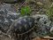 Testudo graeca [Spur-thighed Tortoise]