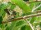 Papilio machaon  [Swallowtail]