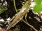 Anacridium aegyptium [Egyptian Locust]
