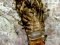 Αστακάκι  -  Small Locust Lobster
